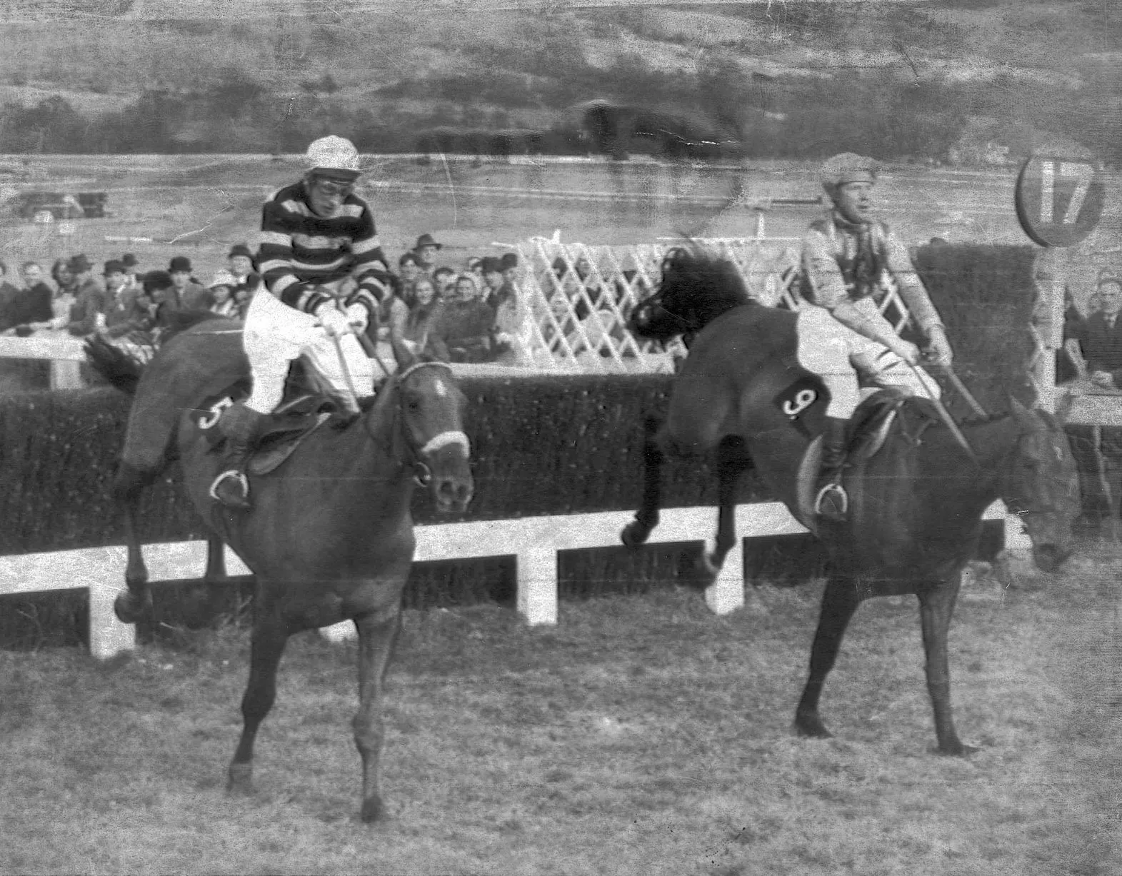 L'Escargot (No.5) and French Tan building up for their nail-biting finish to a great Gold Cup at Cheltenham 1970.