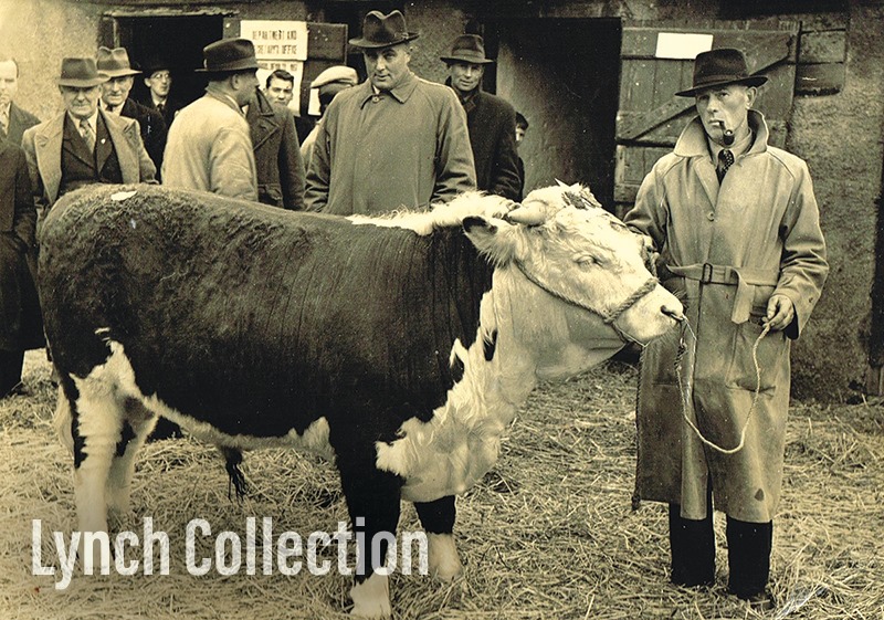A black and white photograph of a bull with men at a cattle sales mart